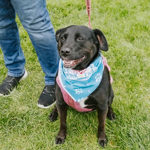 Fundraising Page: Rachel Shopf